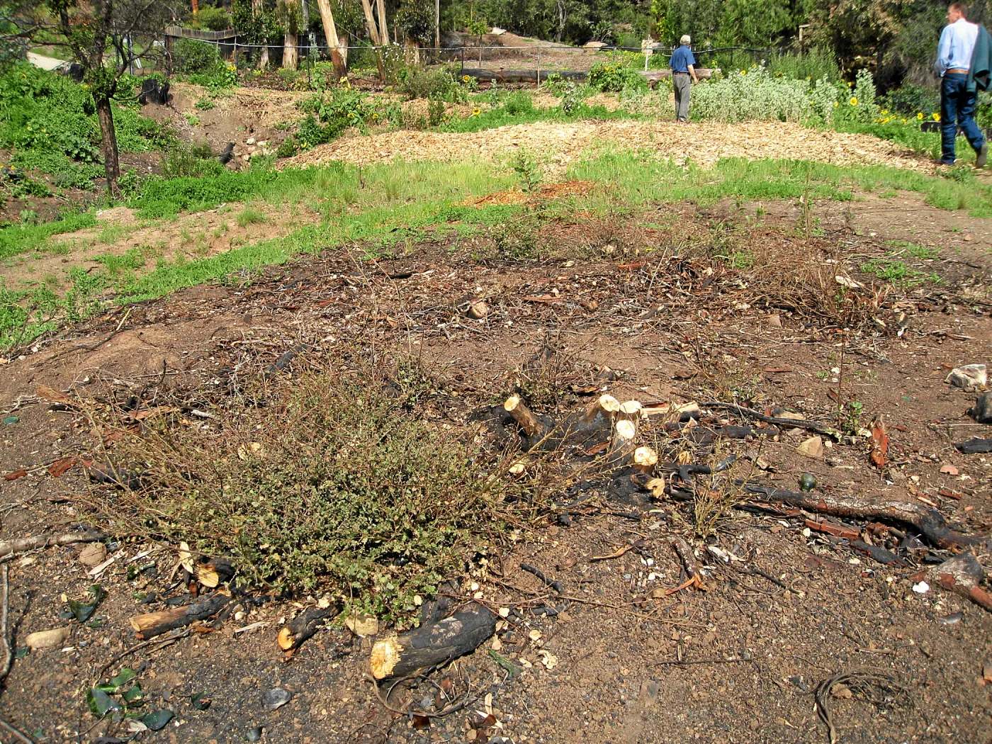 Quercus dumosa resprouts on Pritchett Trail after Jesusita Fire