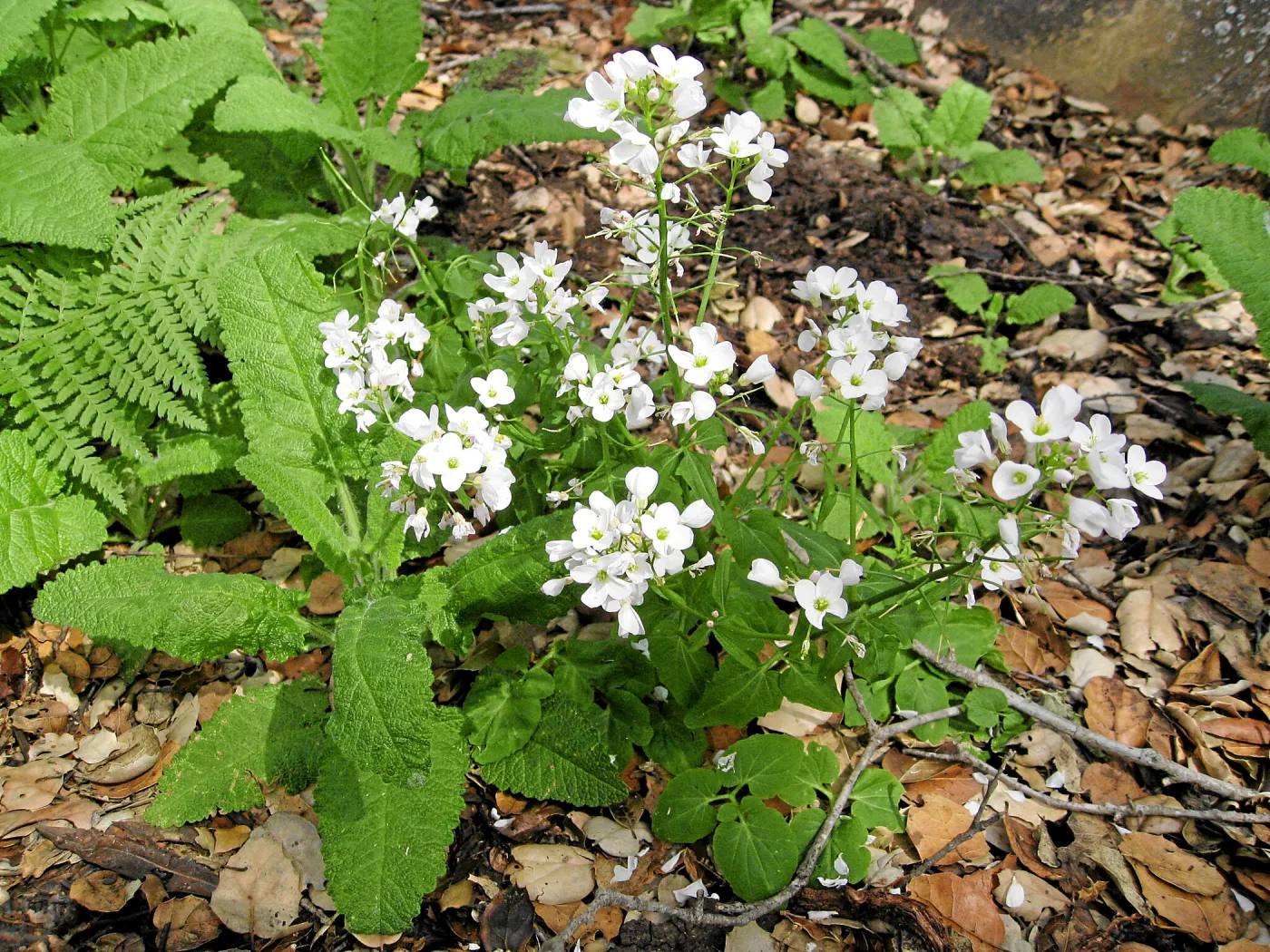 Cardamine californica on Pritchett trail