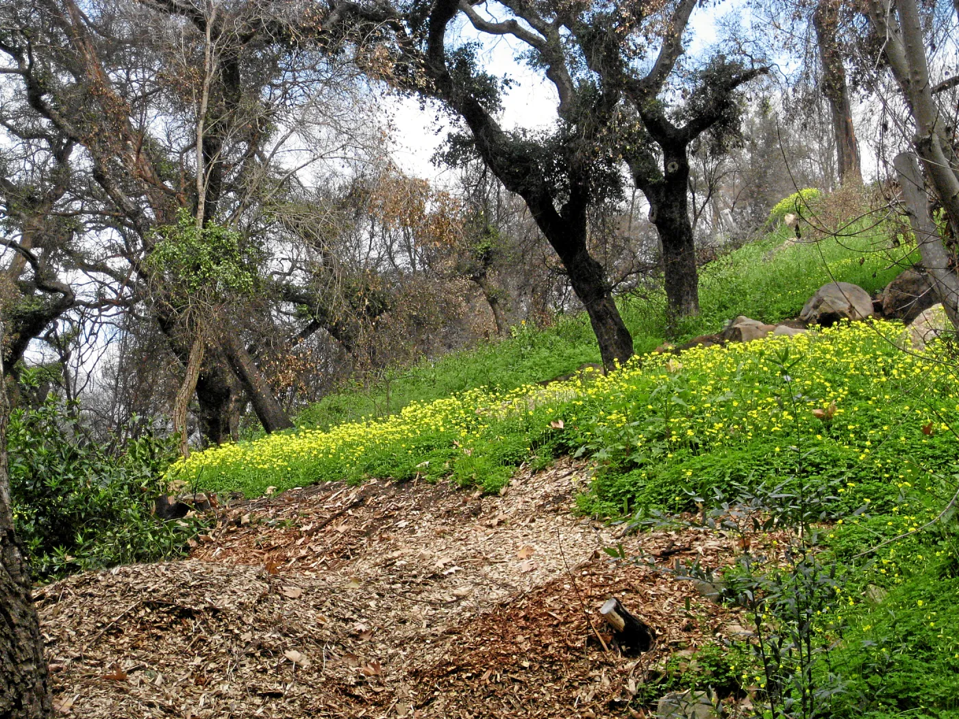 Slope lower Woodland Trail showing heavy infestation of Oxalis post fire