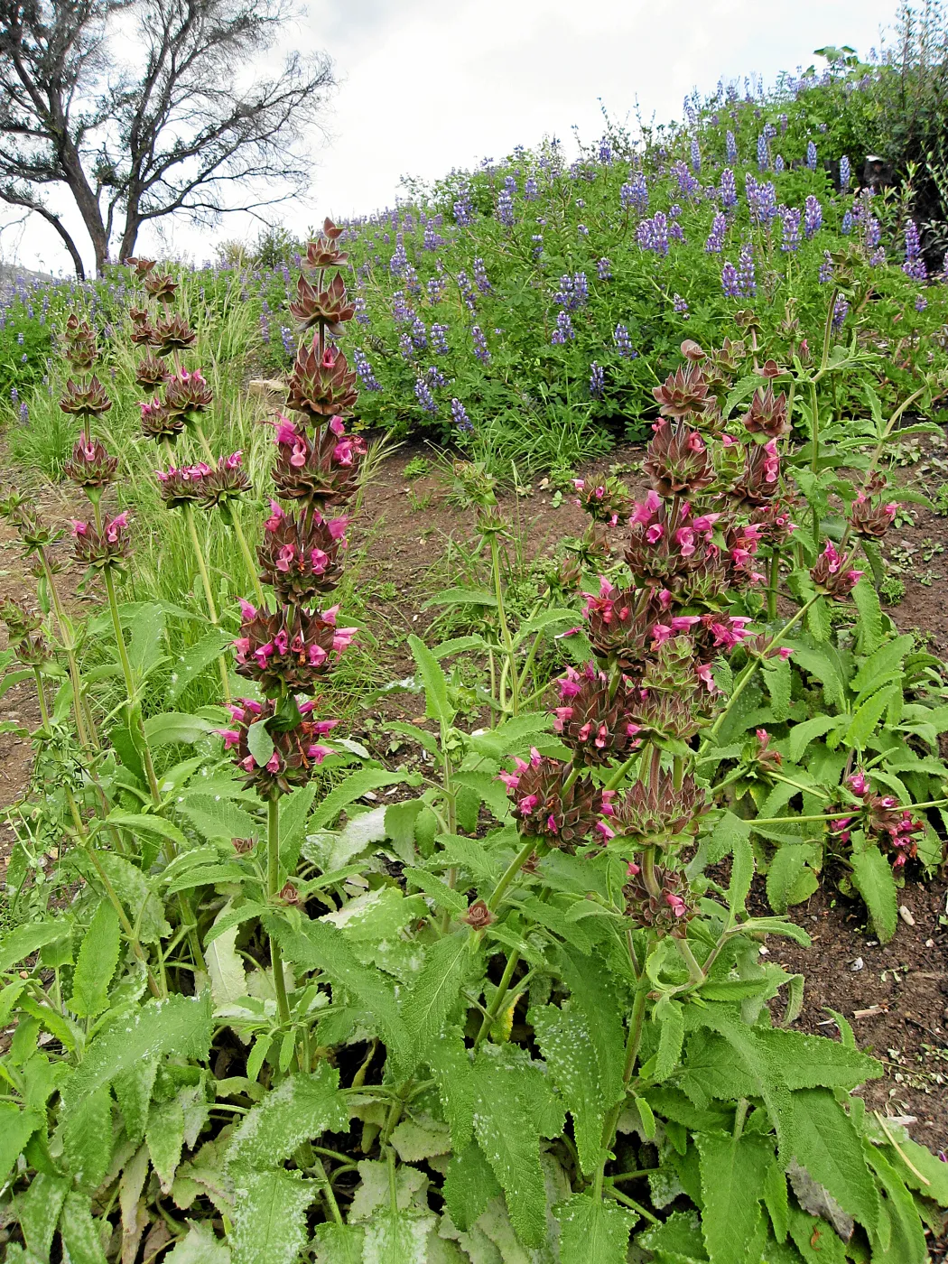 Salvia spathacea (California Hummingbird Sage) and Lupinus succulentus (Arroyo Lupine)in Cypress section