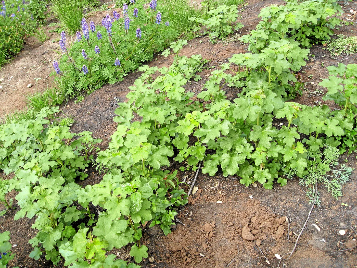 Fremontodendron seedlings post fire in Cypress Section