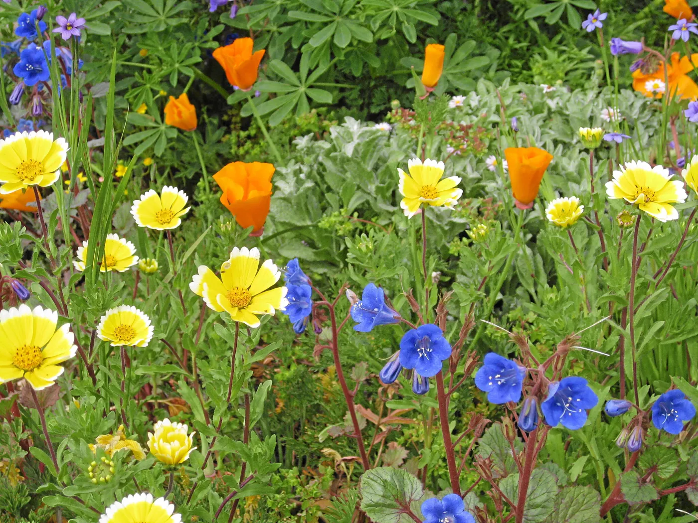 Wildflower display in Ceanothus section post fire
