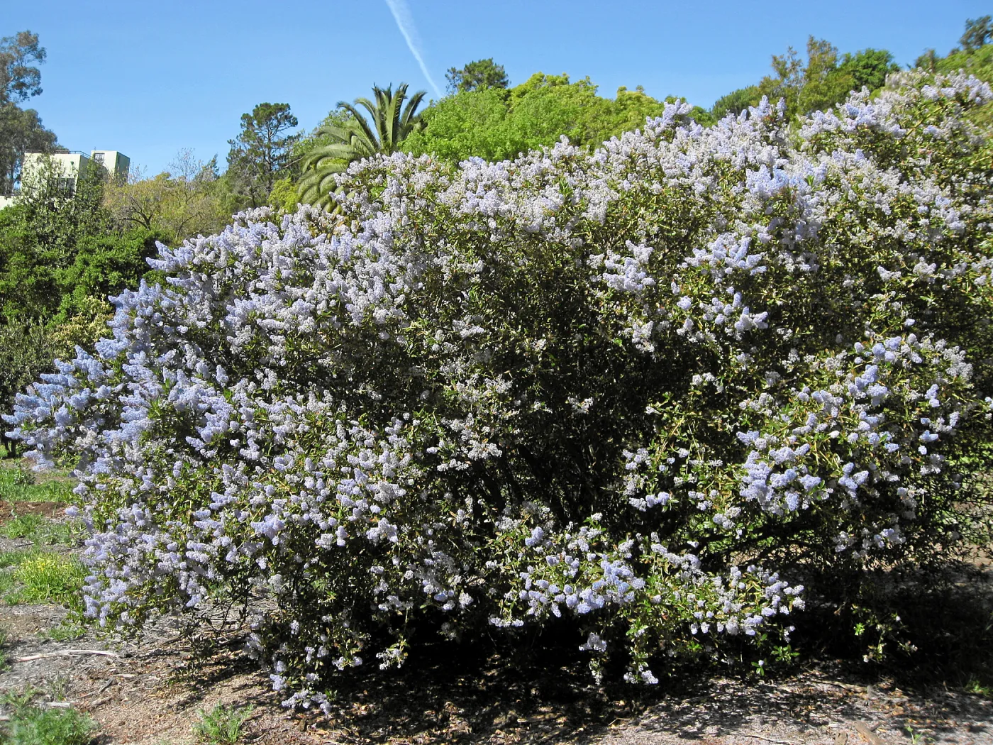 Ceanothus leucodermis hybrid 10-2 at Tunnel Triangle