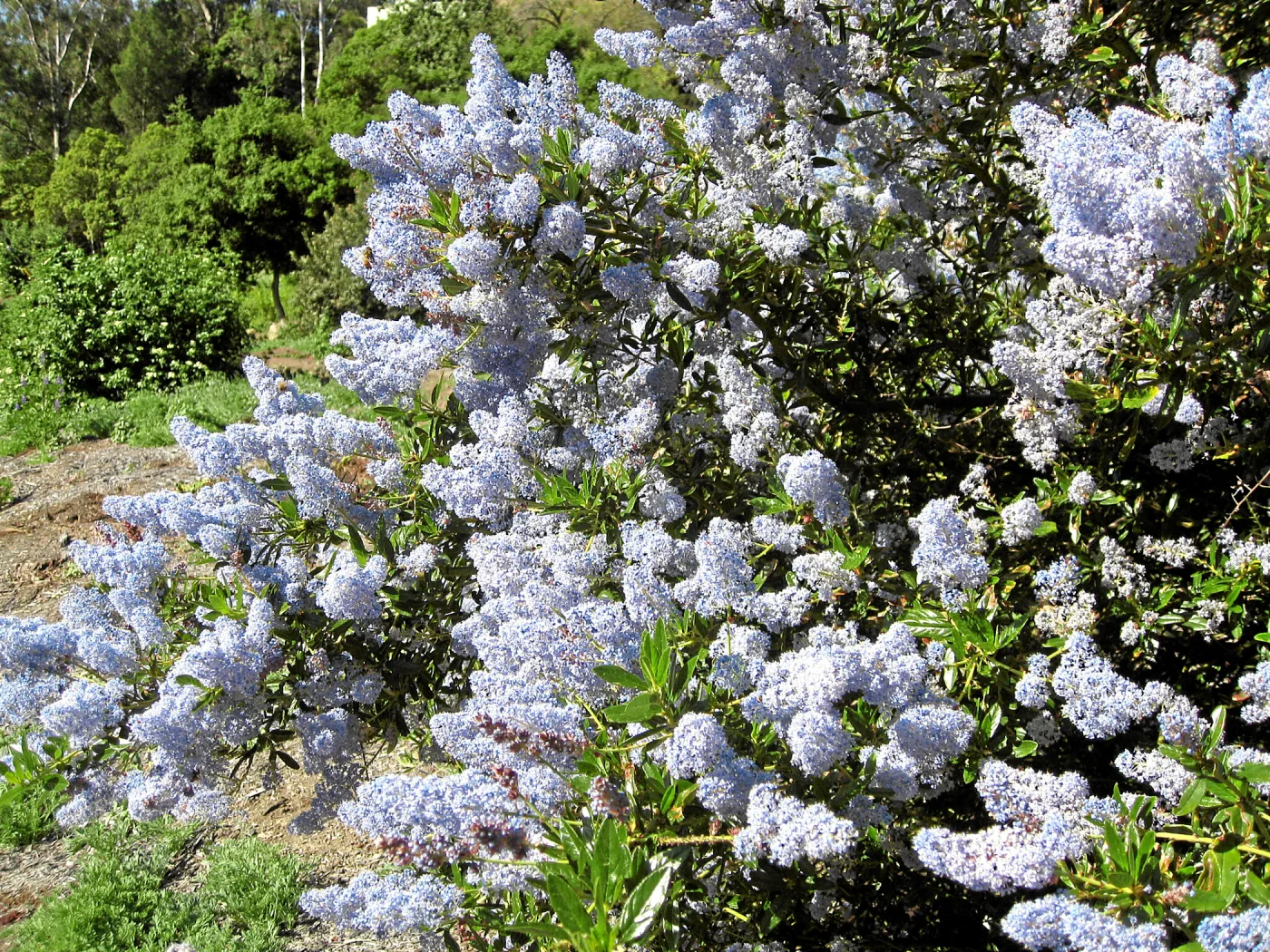 Ceanothus leucodermis hybrid 10-2 at Tunnel Triangle