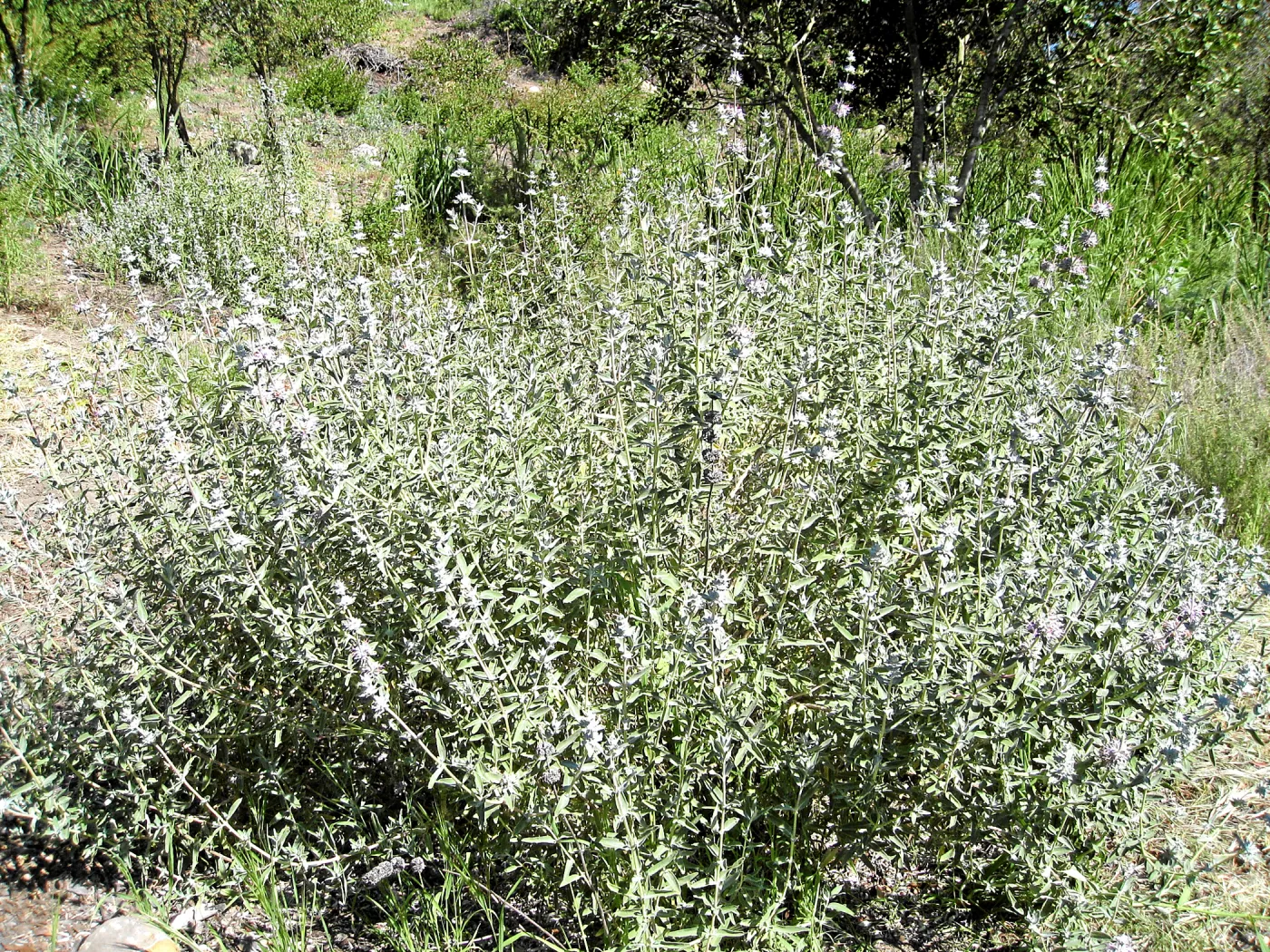 Salvia leucophylla (Purple Sage) Tunnel Triangle