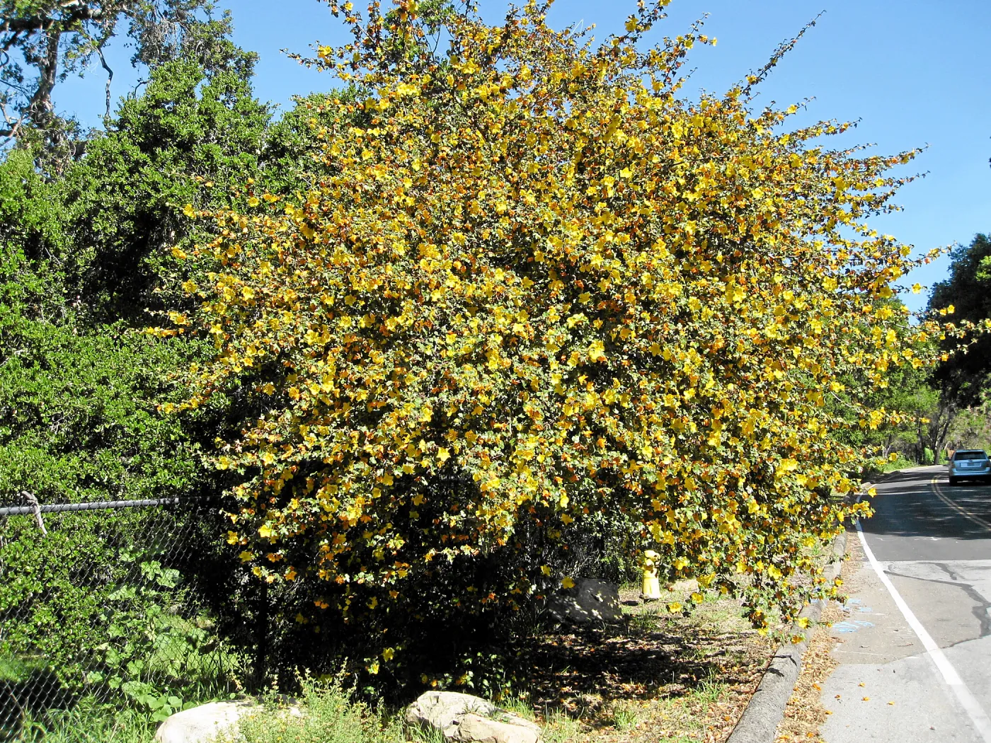 Fremontodendron at jct of Las Canoas and Mission Canyon Rds