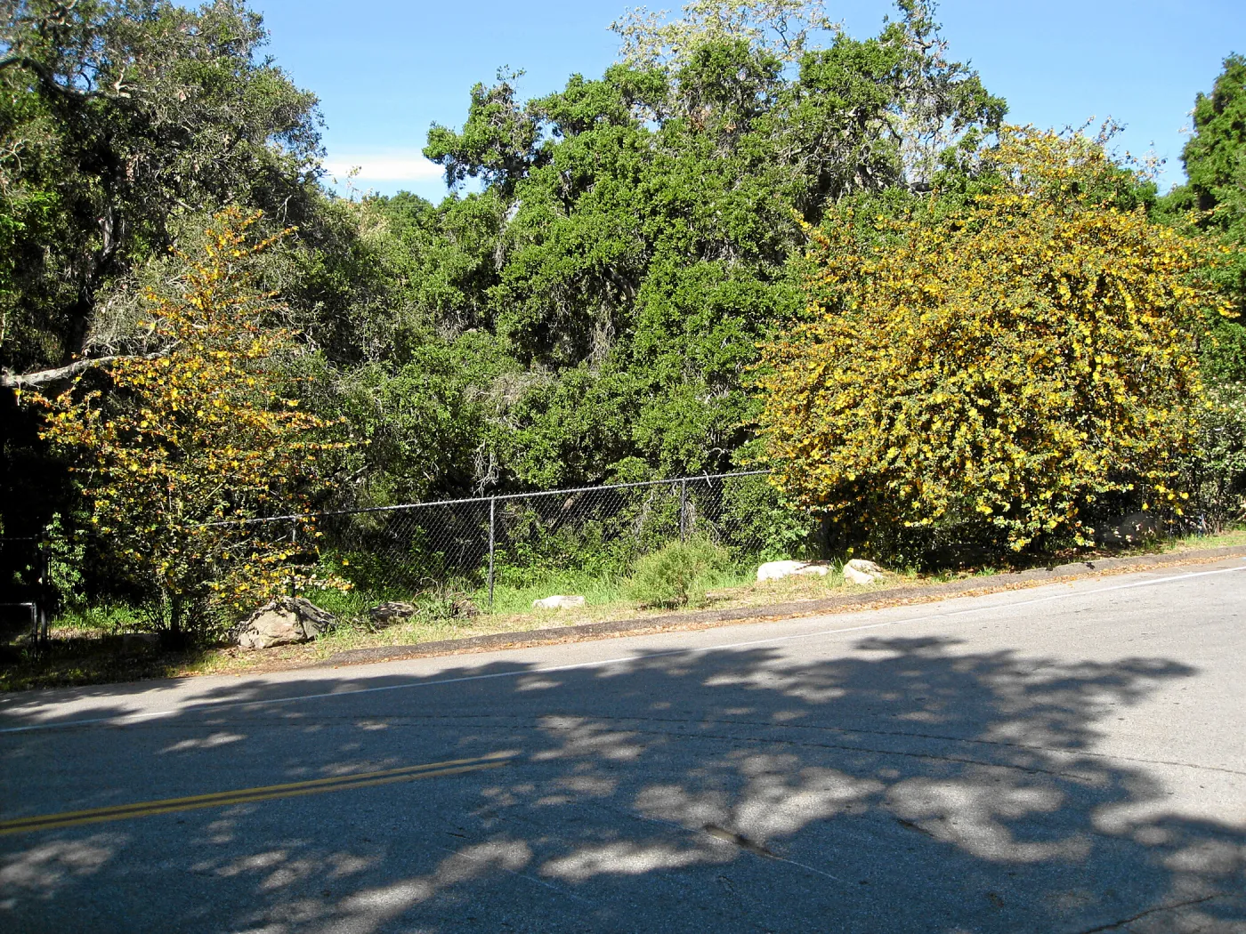 Fremontodendron at jct of Las Canoas and Mission Canyon Rds