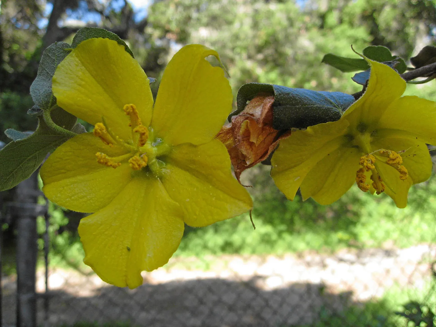 Fremontodendron at jct of Las Canoas and Mission Canyon Rds