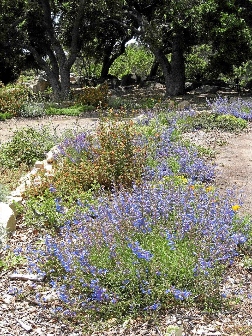 Penstemon heterophyllus at Meadow Terrace