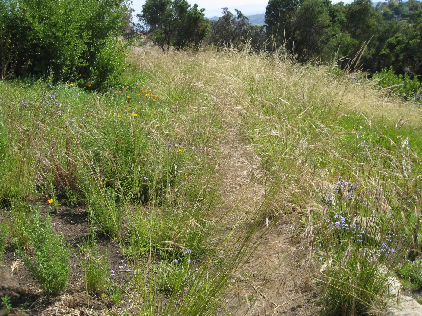 One year after Jesusita Fire - Cypress Section. Nassella lepida