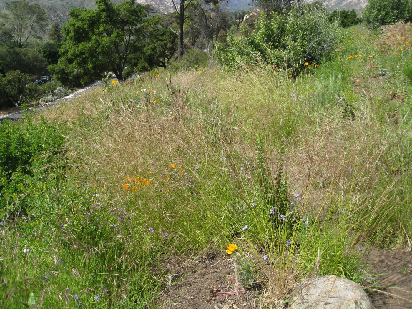 One year after Jesusita Fire - Cypress Section. Nassella lepida