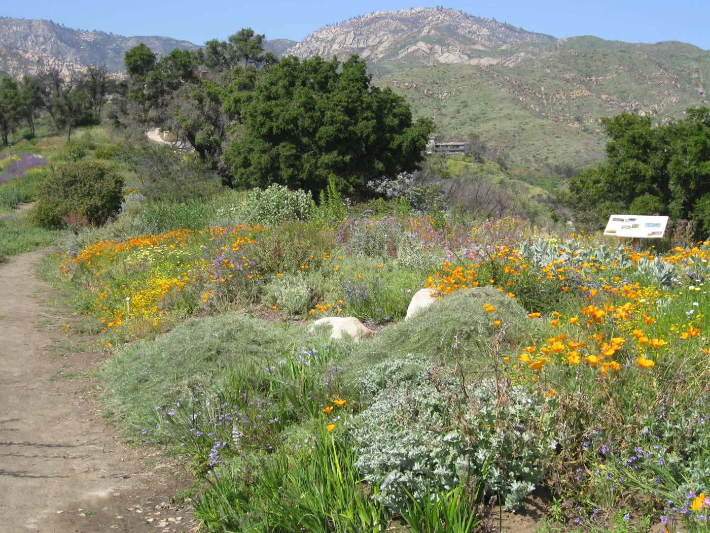 One year after Jesusita Fire. Top of Porter trail looking north