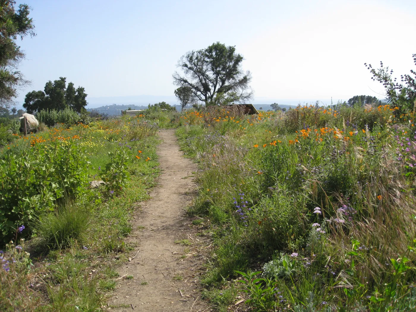 One year after Jesusita Fire. Top of Porter Trail looking south