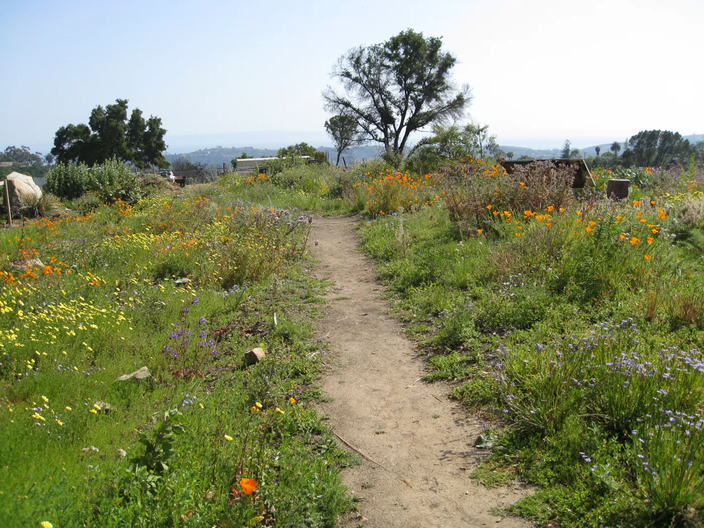 One year after Jesusita Fire. Top of Porter Trail looking south