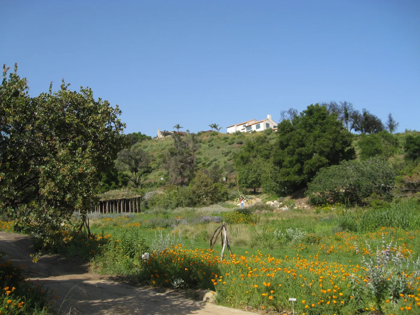 One year after Jesusita Fire. Meadow