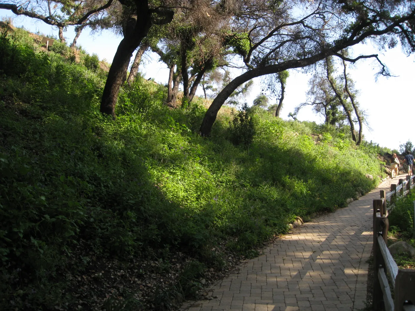 One year after Jesusita Fire. Woodland Trail
