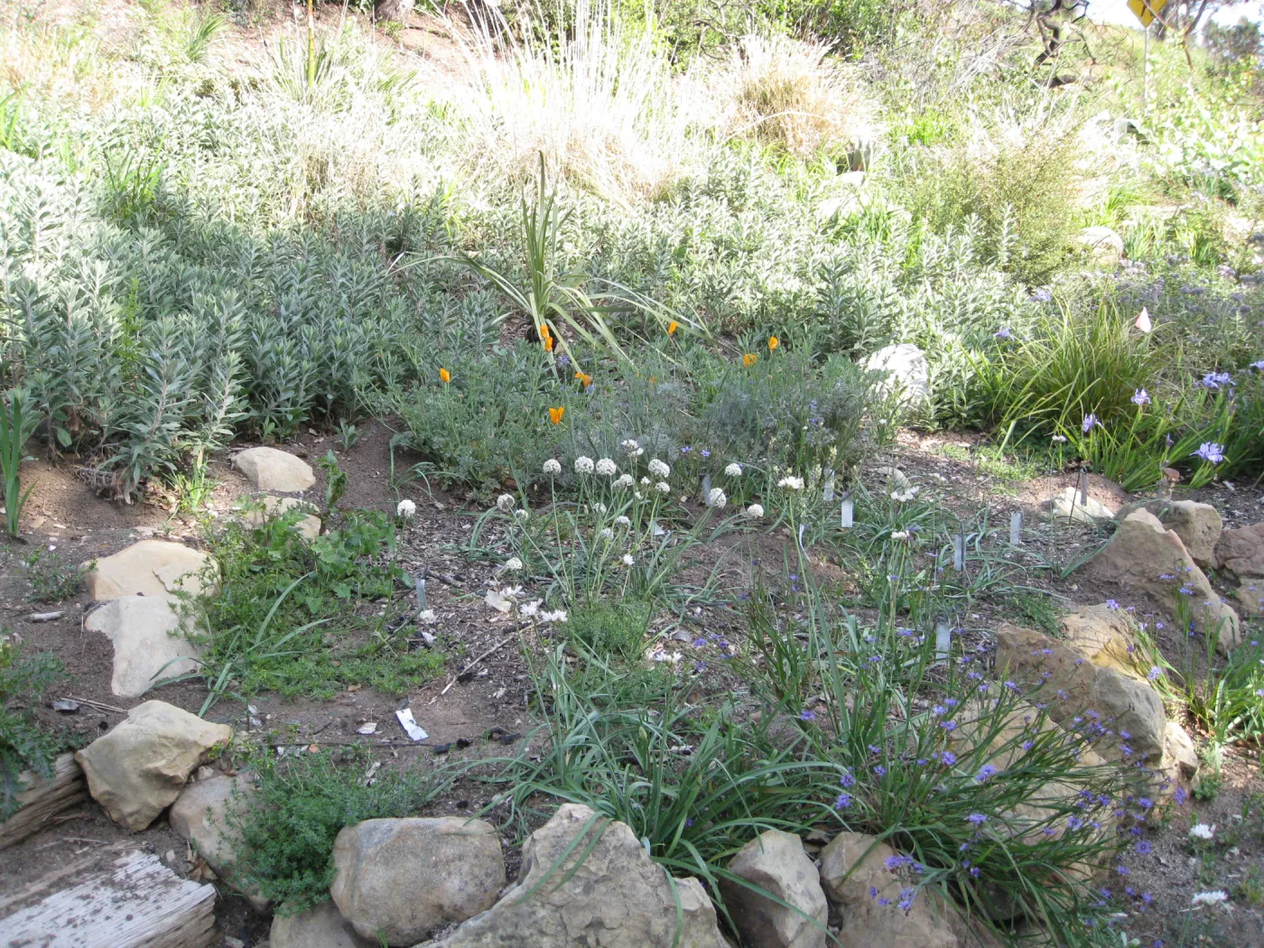 One year after Jesusita Fire. Bulb display in Meadow View