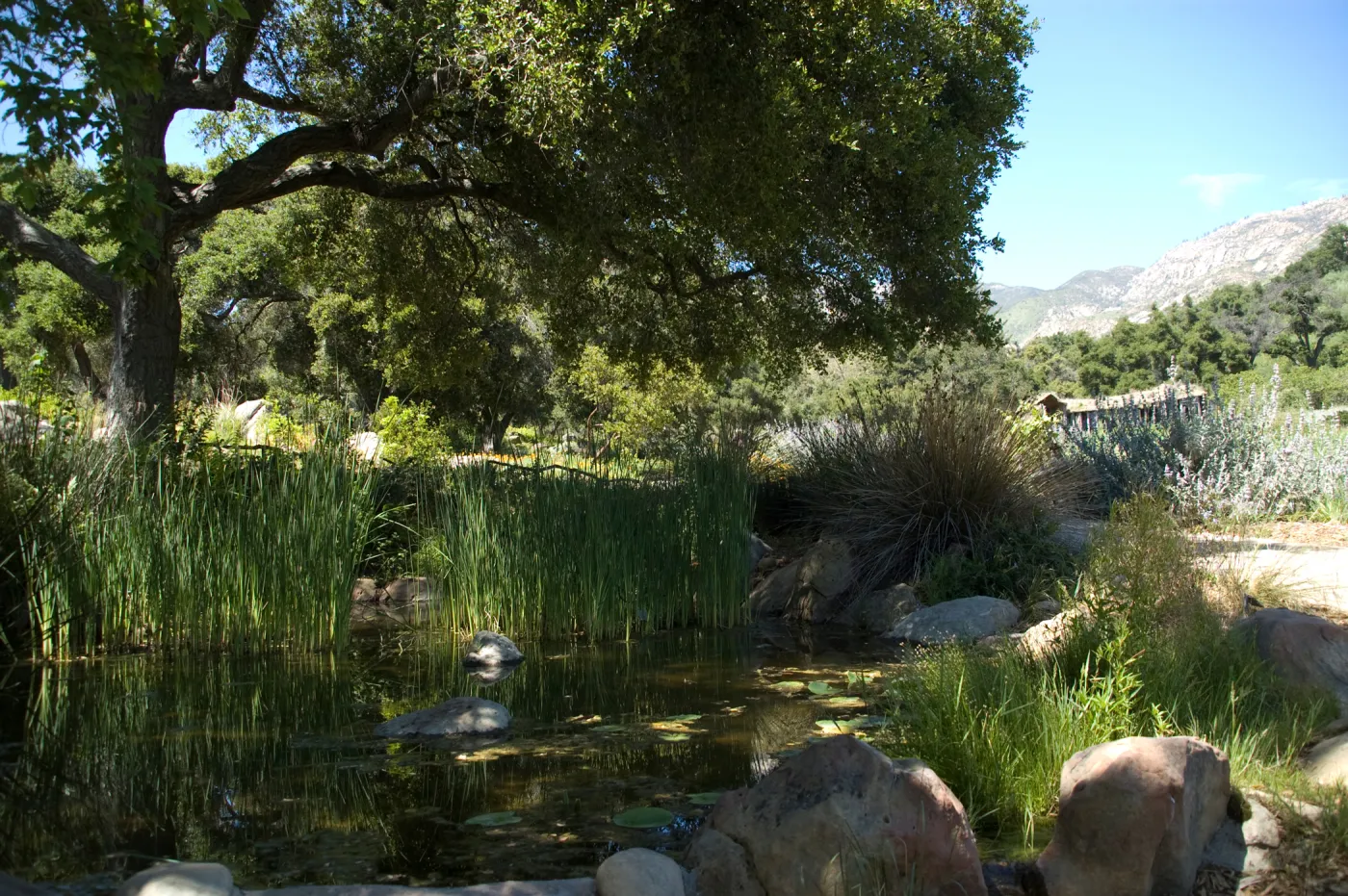 Meadow Pond, SBBG 2 years after the Jesusita Fire