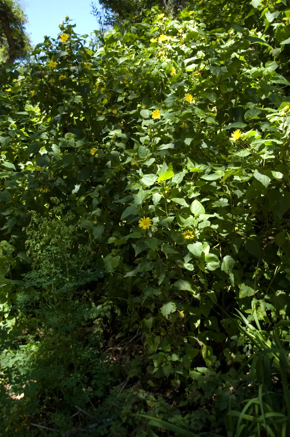 post-fire vegetation, Canyon sunflower on the Woodland Trail slope, SBBG 2 years after the Jesusita Fire