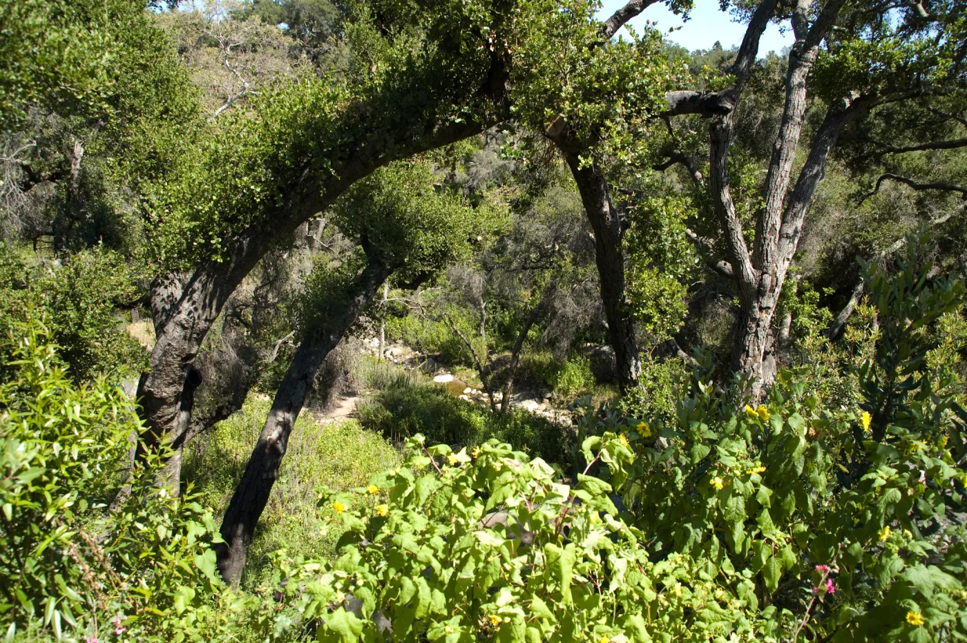 view into the Canyon from the Pritchett Bench on the Pritchett Trail, SBBG 2 years after the Jesusita Fire