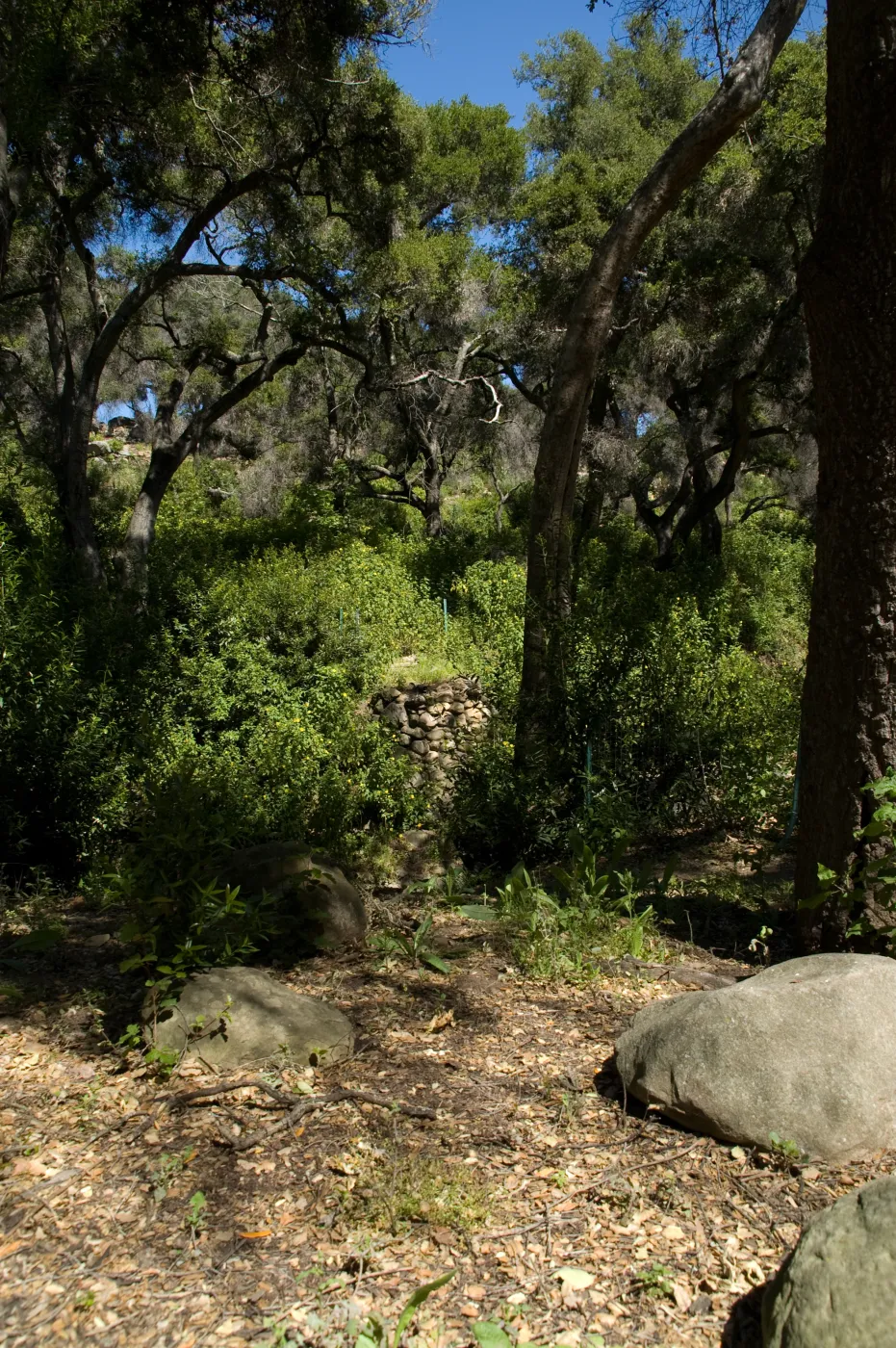viewing the Campbell Bridge site from the Canyon Trail, SBBG 2 years after the Jesusita Fire