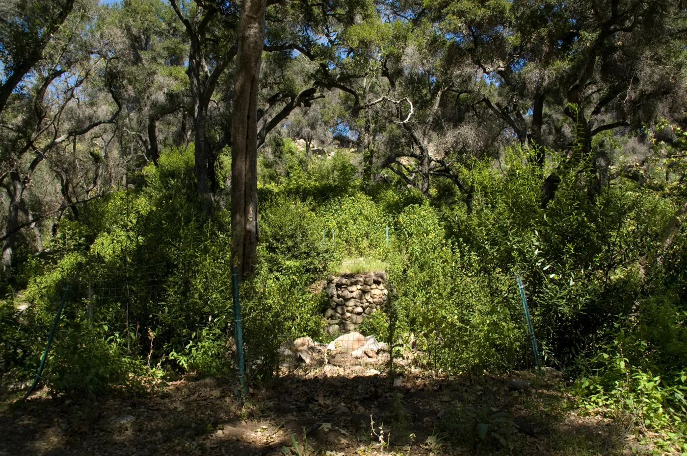 viewing the Campbell Bridge location from the Canyon Trail, SBBG 2 years after the Jesusita Fire