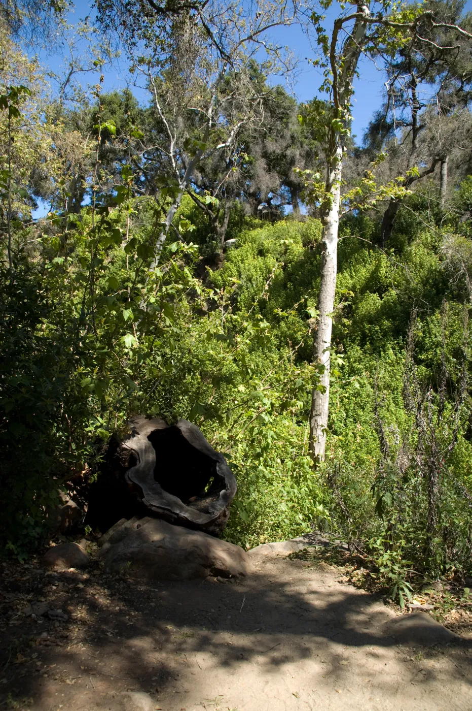 hollow Sycamore stump in the Canyon, SBBG 2 years after the Jesusita Fire