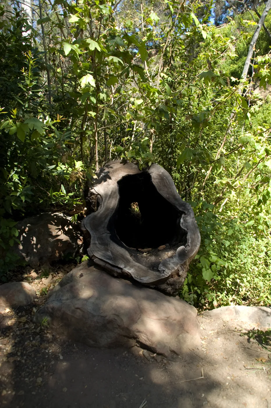 hollow Sycamore stump in the Canyon, SBBG 2 years after the Jesusita Fire
