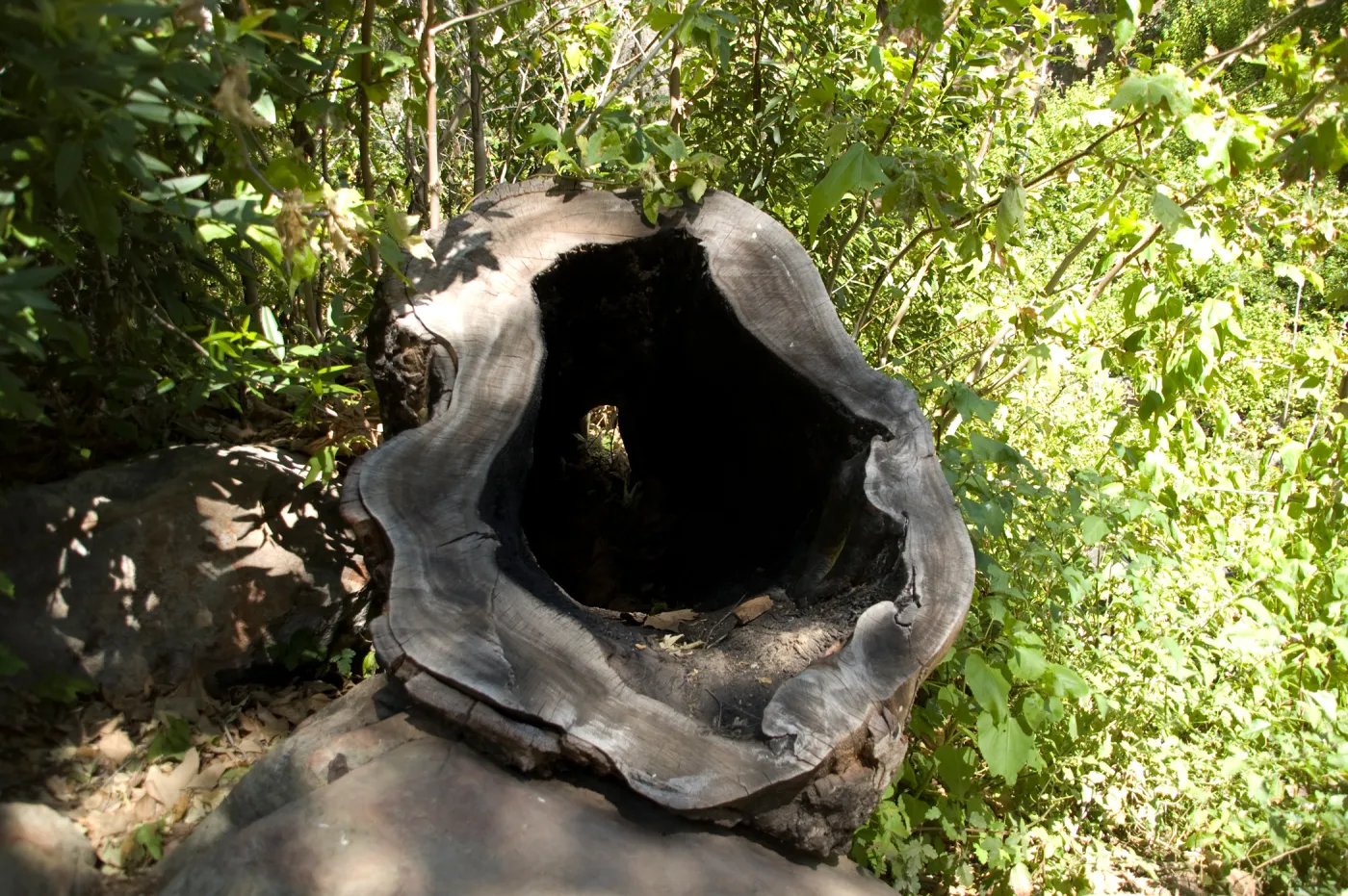 hollow Sycamore stump in the Canyon, SBBG 2 years after the Jesusita Fire
