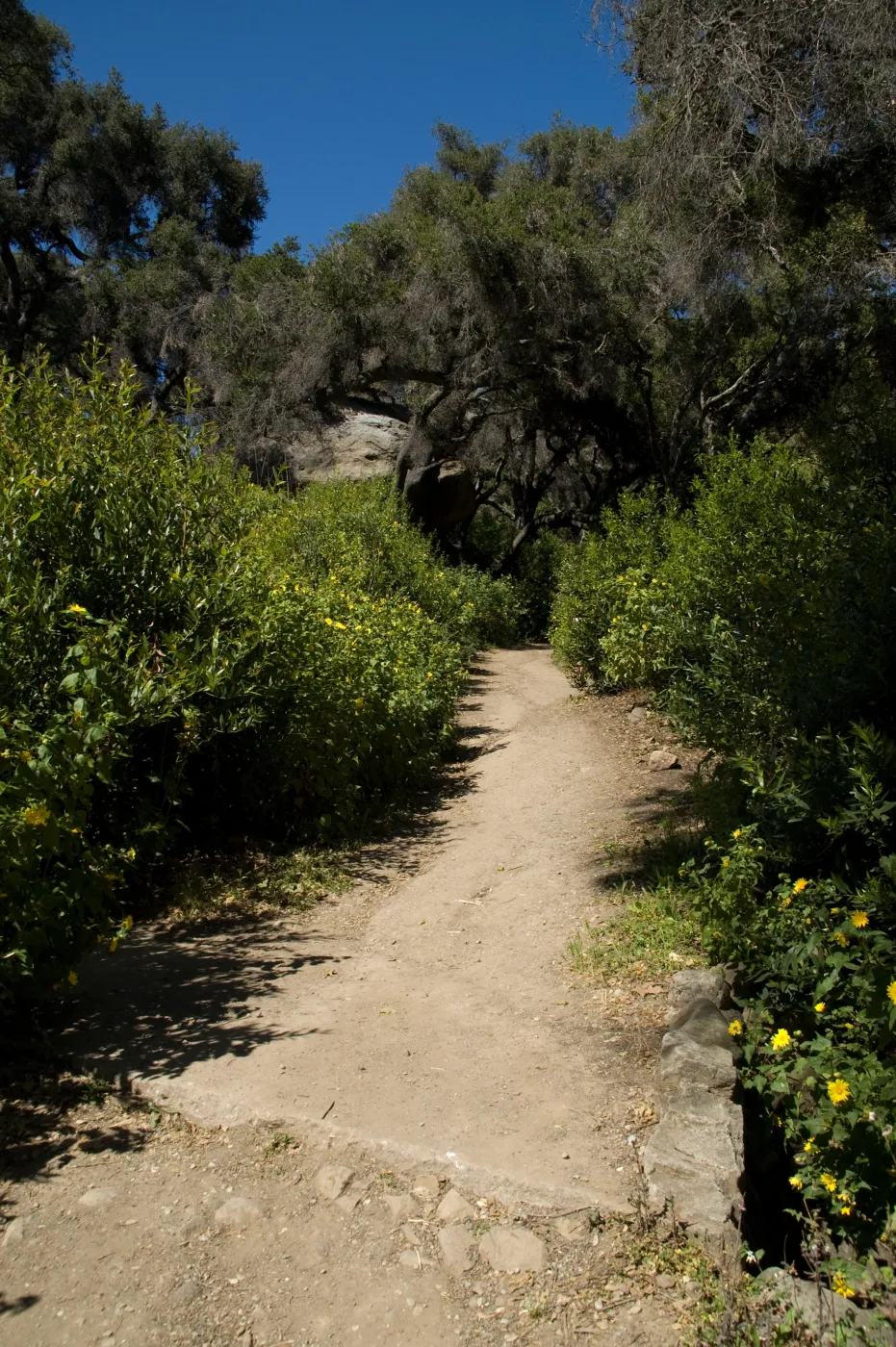 Canyon Trail, SBBG 2 years after the Jesusita Fire