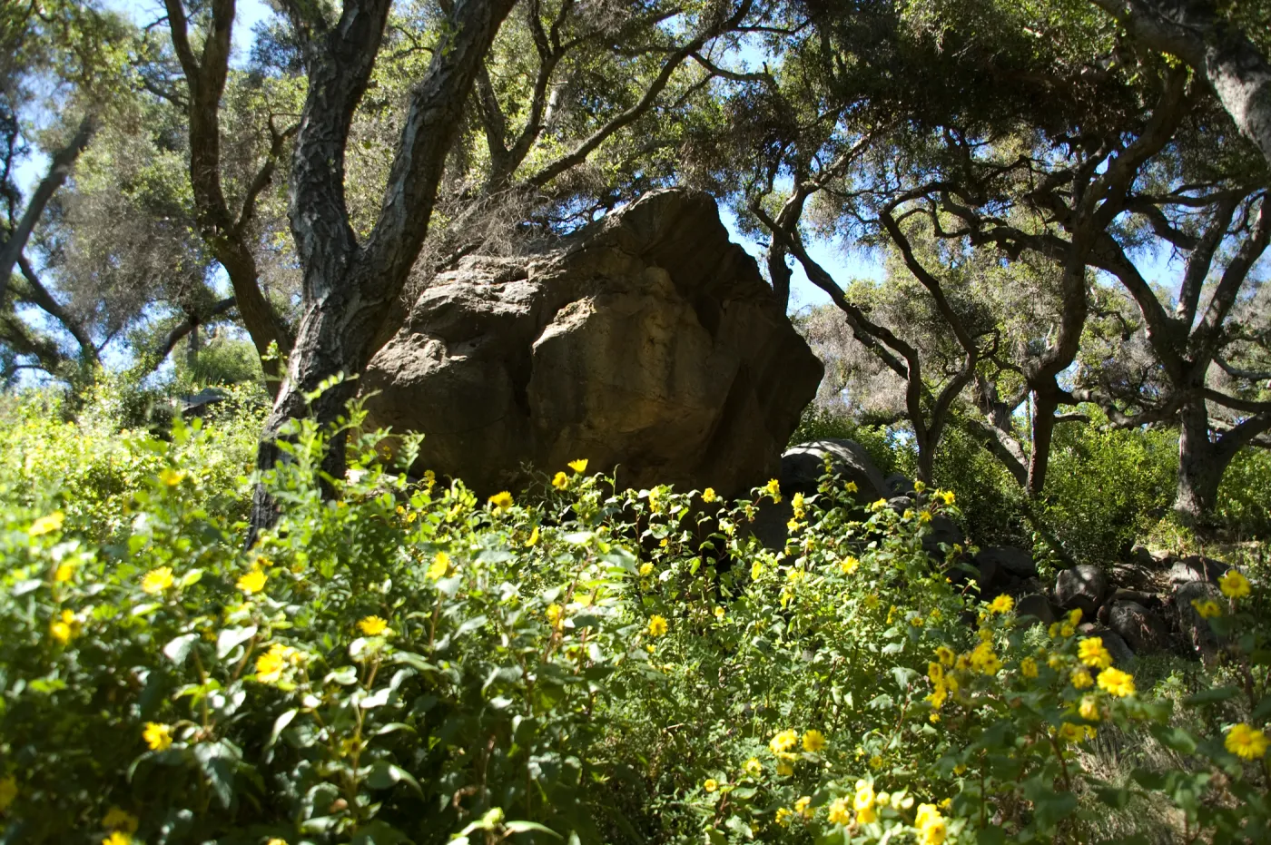 Canyon sunflower in the Canyon, SBBG 2 years after the Jesusita Fire