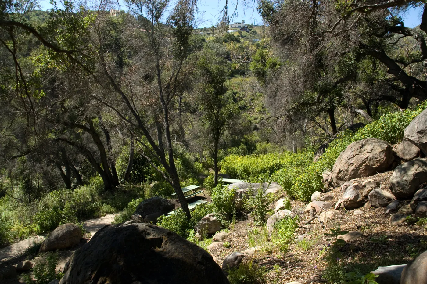 view from the Canyon rim down to the Picnic Area, SBBG 2 years after the Jesusita Fire