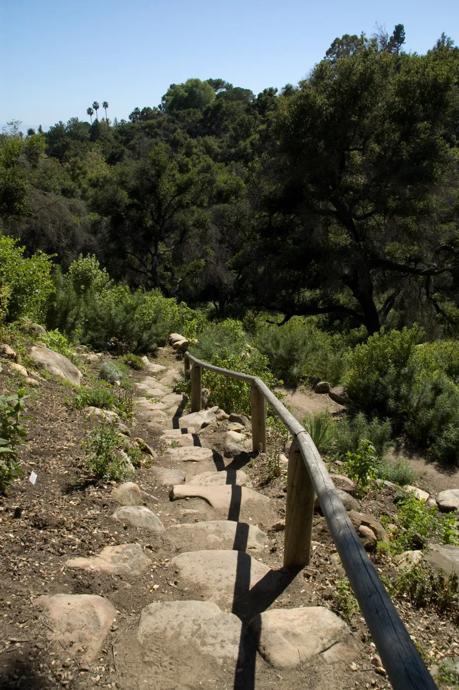 stone staircase to the Campbell Trail, SBBG 2 years after the Jesusita Fire