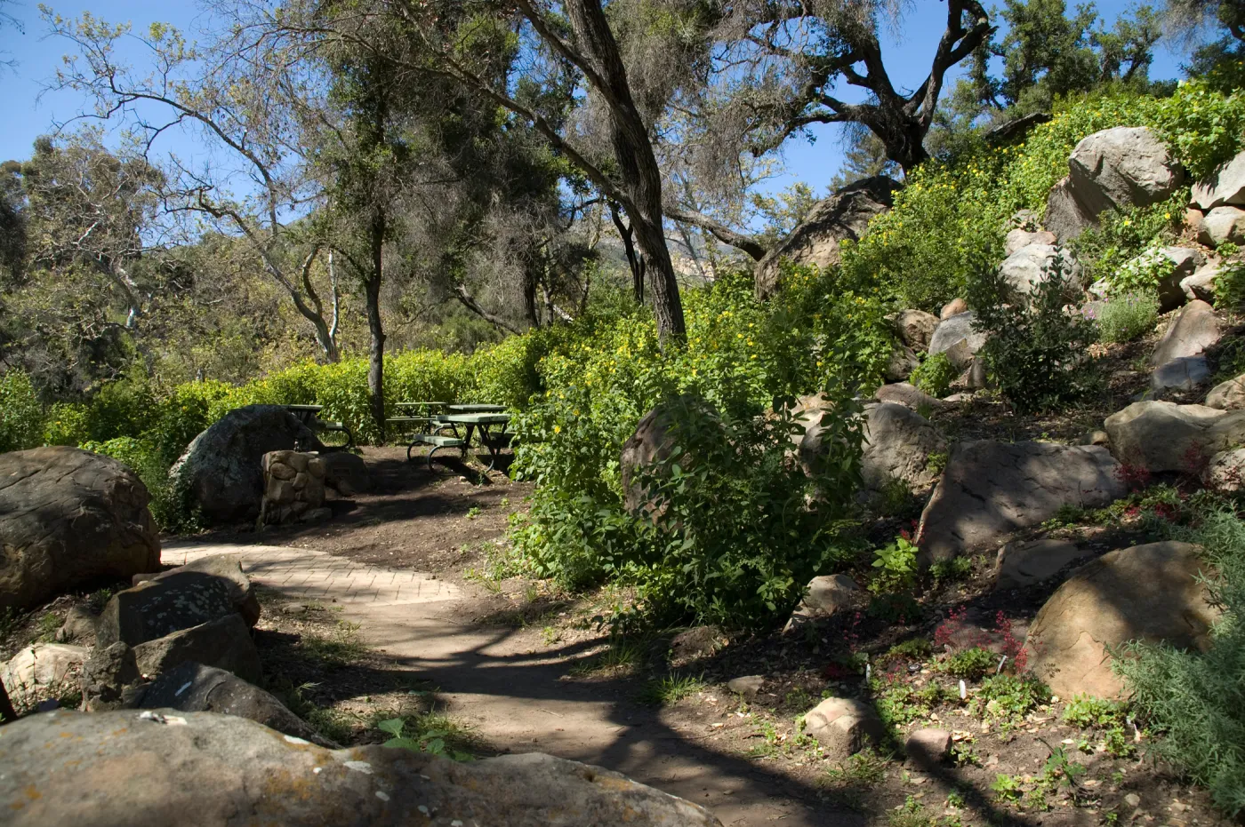 Picnic Area on the Campbell Trail, SBBG 2 years after the Jesusita Fire