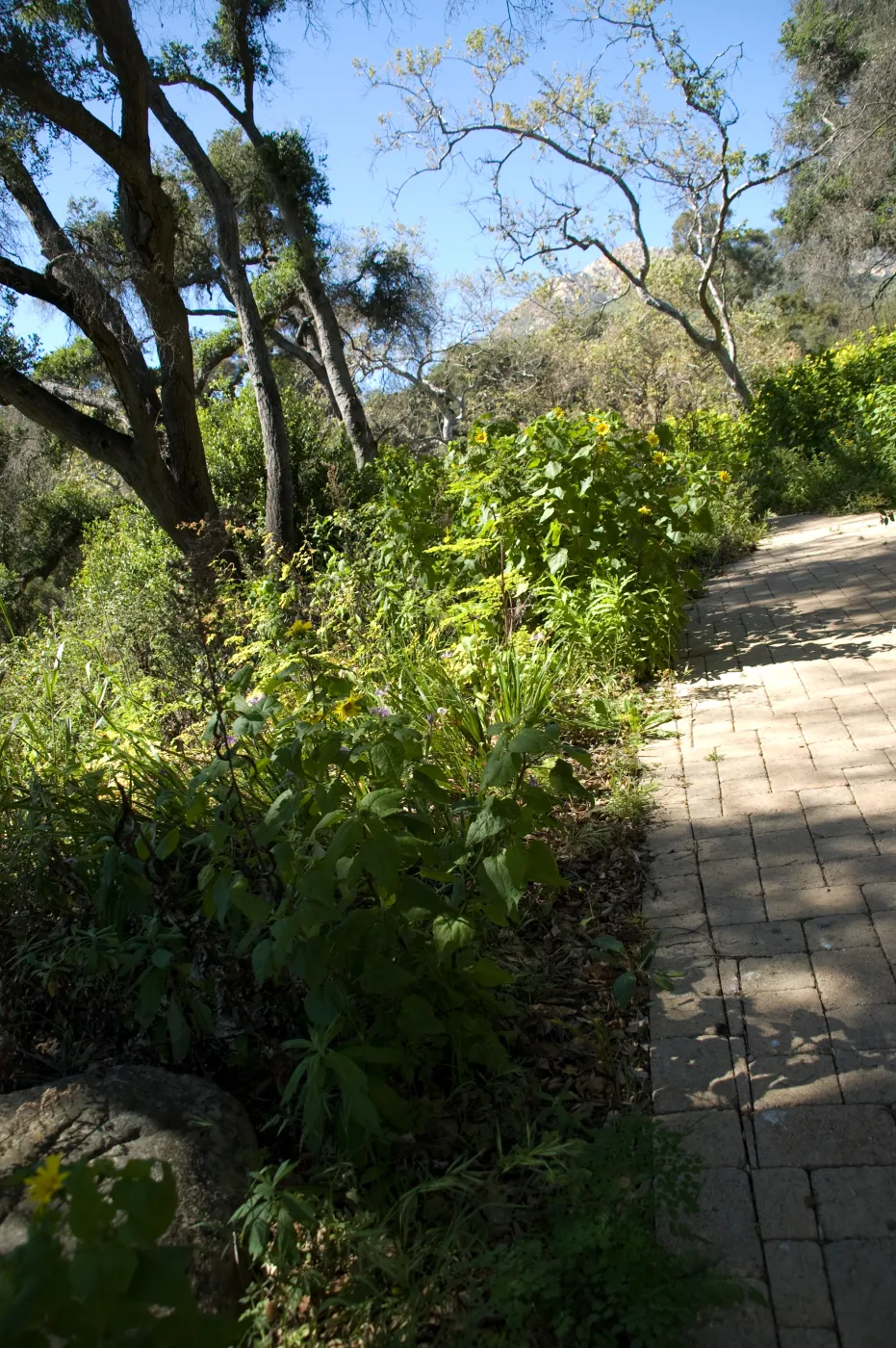 Picnic Area on the Campbell Trail, SBBG 2 years after the Jesusita Fire