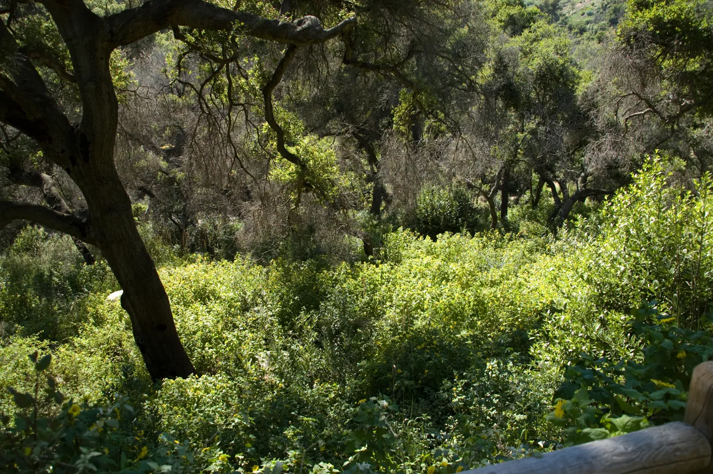 view into the Canyon from the Campbell Trail, SBBG 2 years after the Jesusita Fire