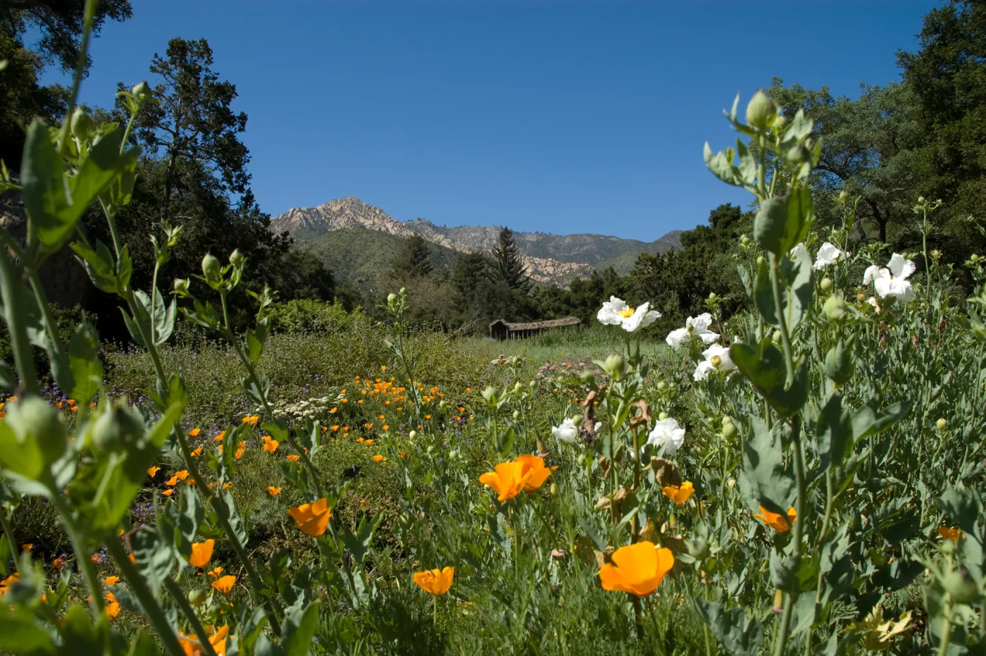 Meadow view with wildflowers, SBBG 2 years after the Jesusita Fire