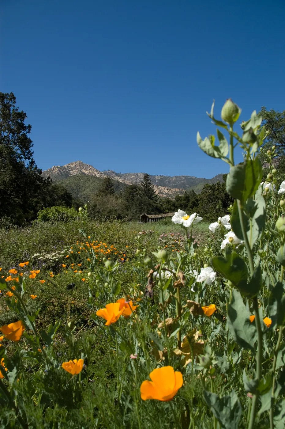 Meadow view with wildflowers, SBBG 2 years after the Jesusita Fire