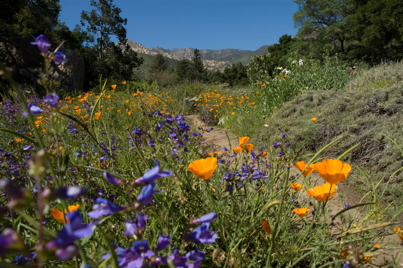 Meadow view with wildflowers, SBBG 2 years after the Jesusita Fire