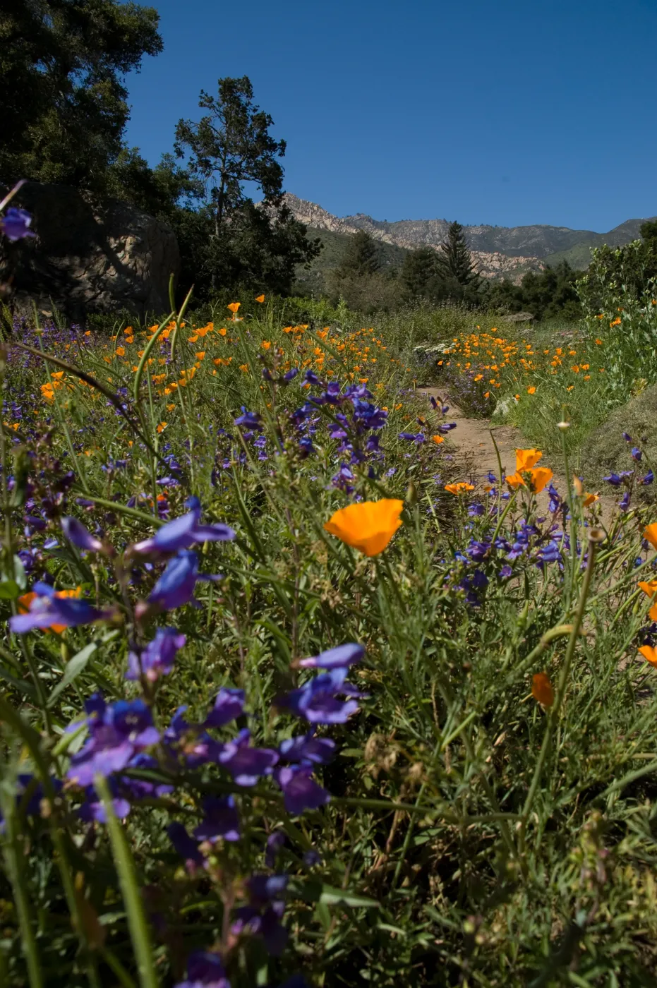 Meadow view with wildflowers, SBBG 2 years after the Jesusita Fire