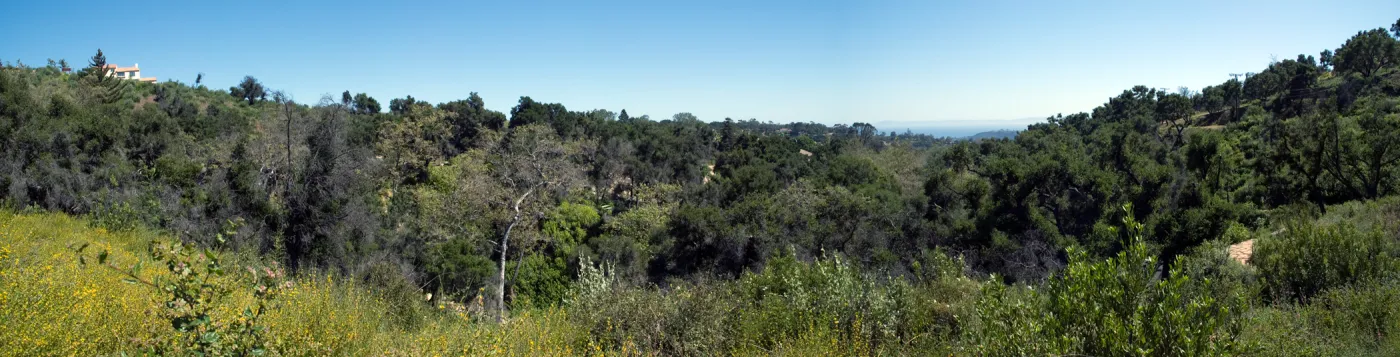 view down Mission Canyon from the top of the Pritchett Trail, SBBG 2 years after the Jesusita Fire