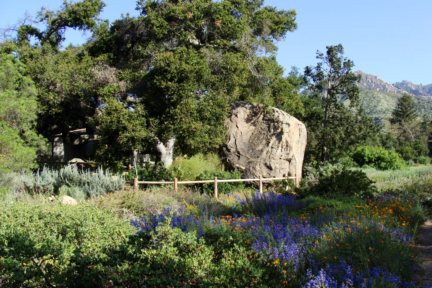 Meadow view from the ground cover display in the lower Meadow, Blaksley Boulder, wildflowers, SBBG 2 years after the Jesusita Fire