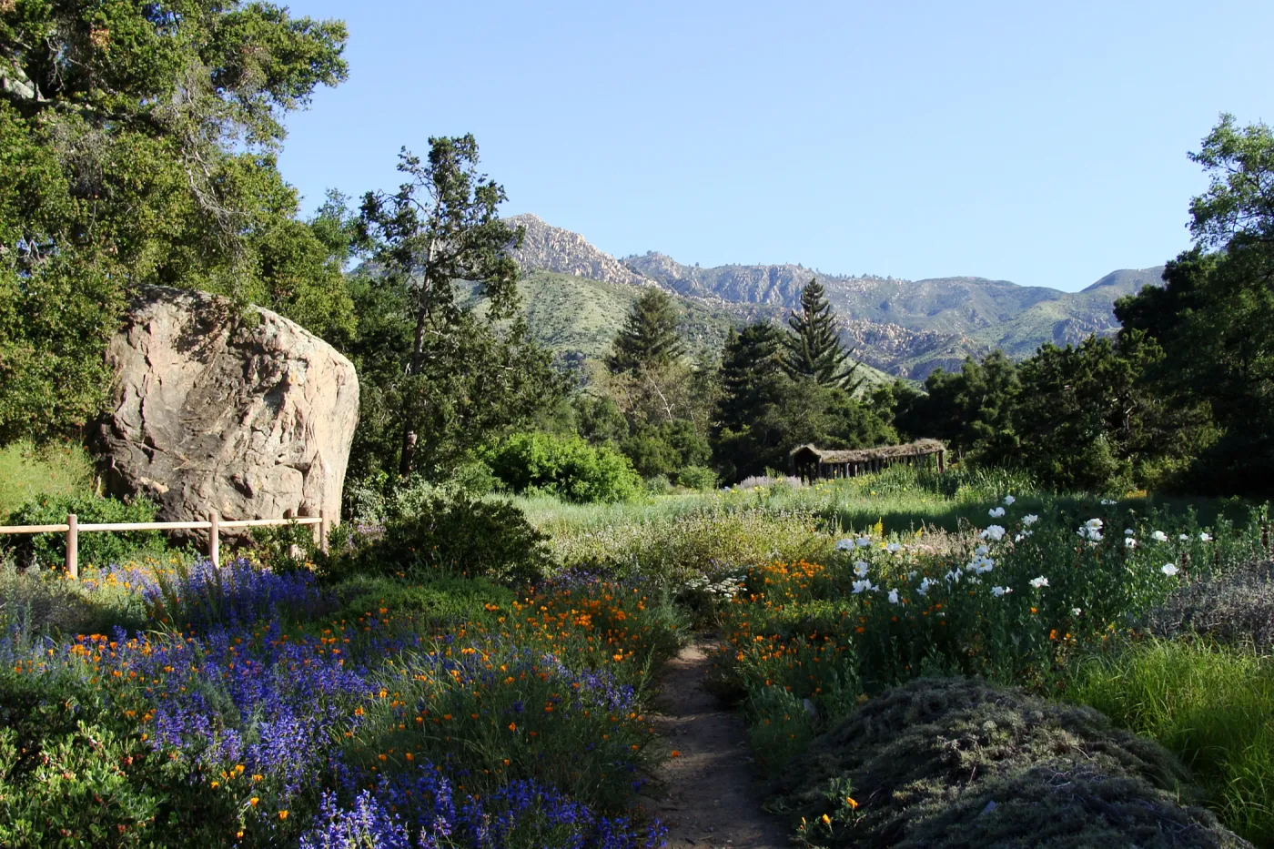 Meadow view from the ground cover display in the lower Meadow, Blaksley Boulder, wildflowers, SBBG 2 years after the Jesusita Fire