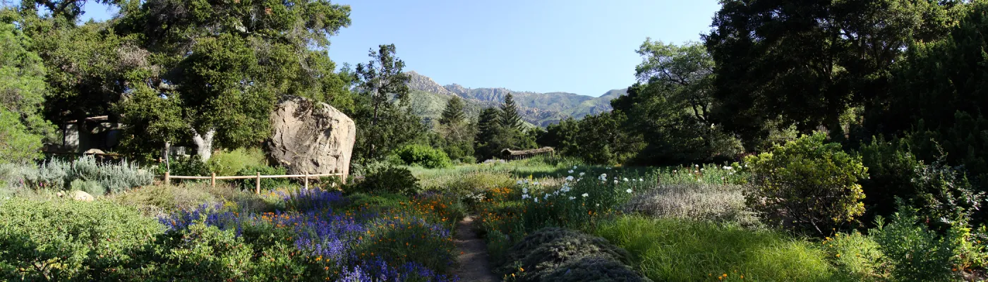 Meadow panorama from the ground cover display in the lower Meadow, Blaksley Boulder, wildflowers, SBBG 2 years after the Jesusita Fire, Herb Parker exhibit