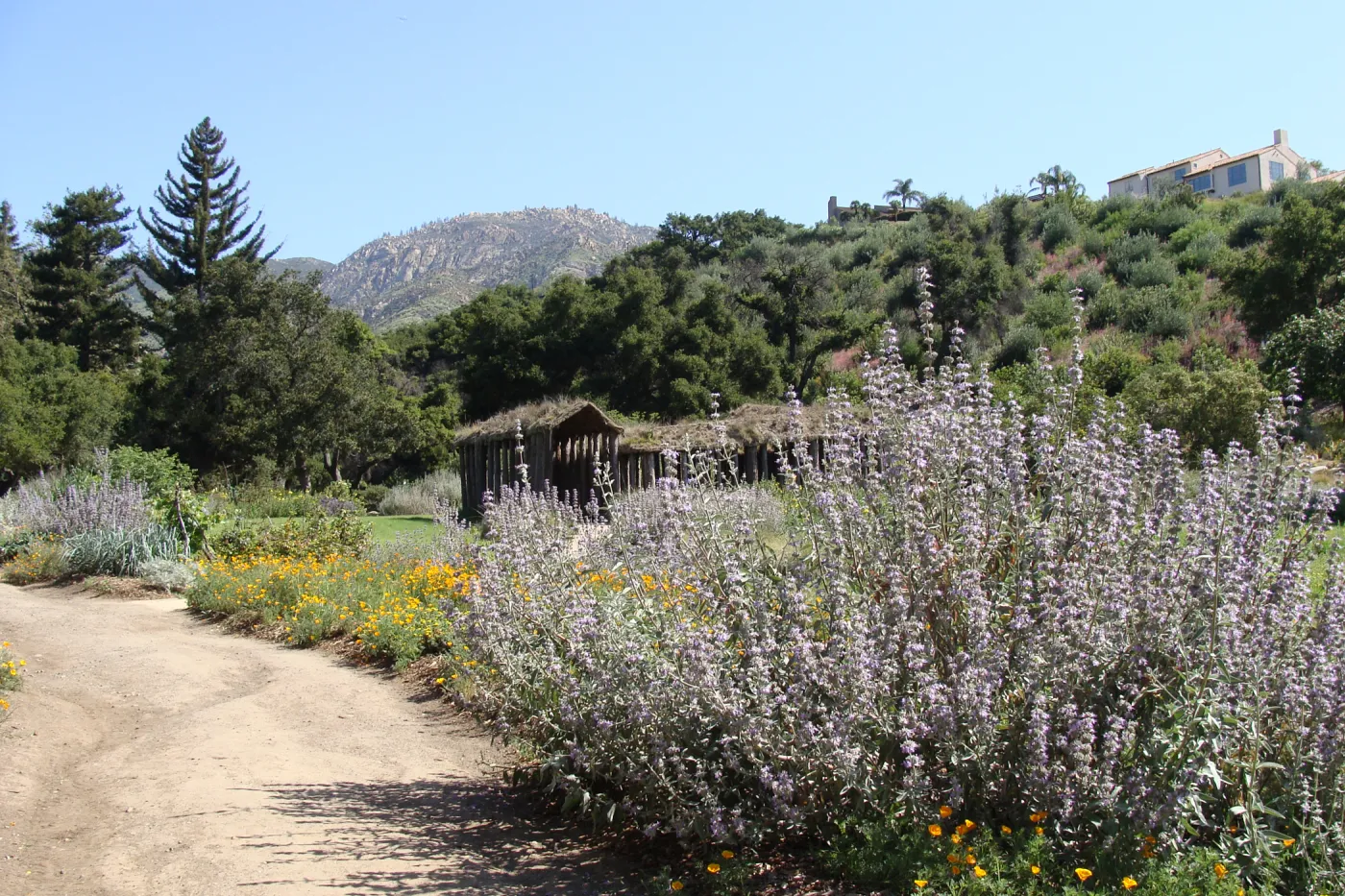 top western corner of the Meadow, Herb Parker exhibit, SBBG 2 years after the Jesusita Fire