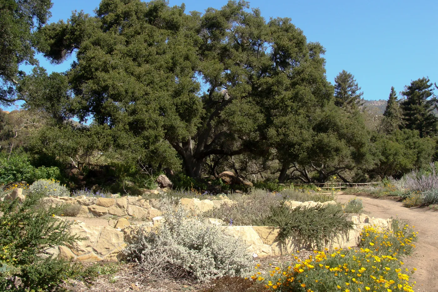 top western corner of the Meadow, Meadow Terrace, SBBG 2 years after the Jesusita Fire