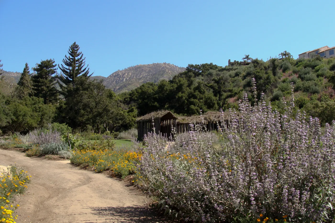 top western corner of the Meadow, Herb Parker exhibit, SBBG 2 years after the Jesusita Fire