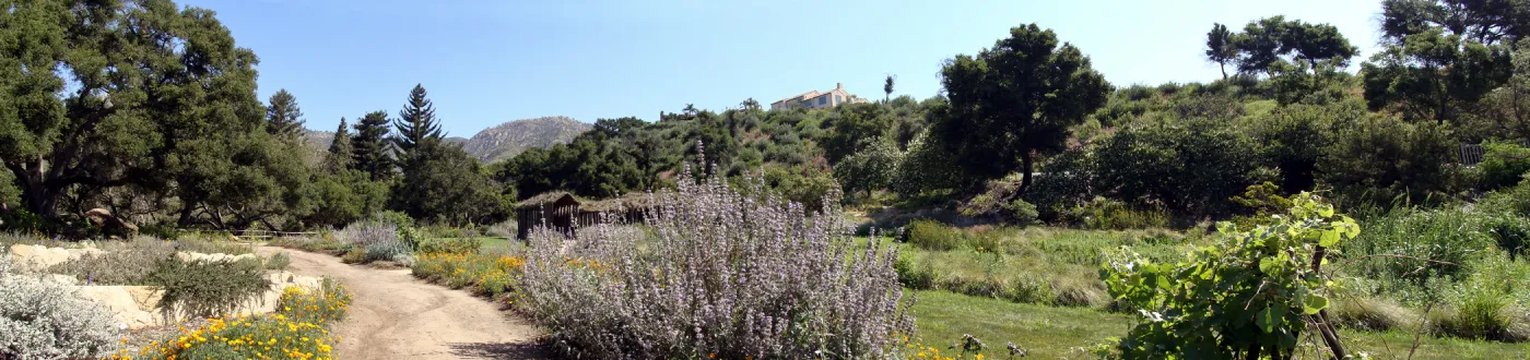 Meadow and Meadow Terrace panorama, SBBG 2 years after the Jesusita Fire, Herb Parker exhibit