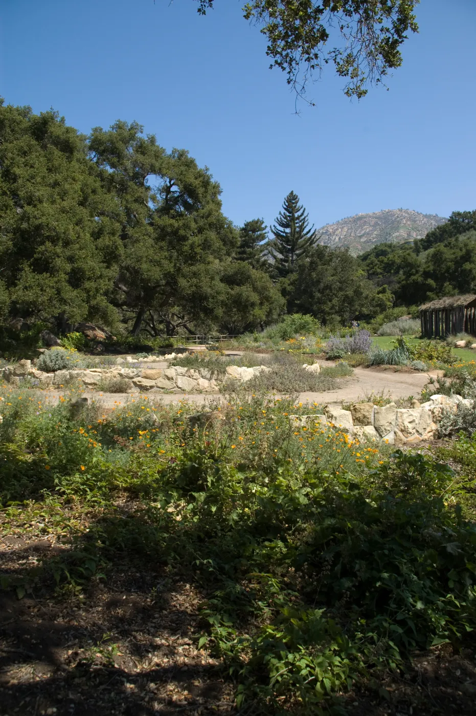 views of the Meadow Terrace, under the Meadow Oaks, SBBG 2 years after the Jesusita Fire