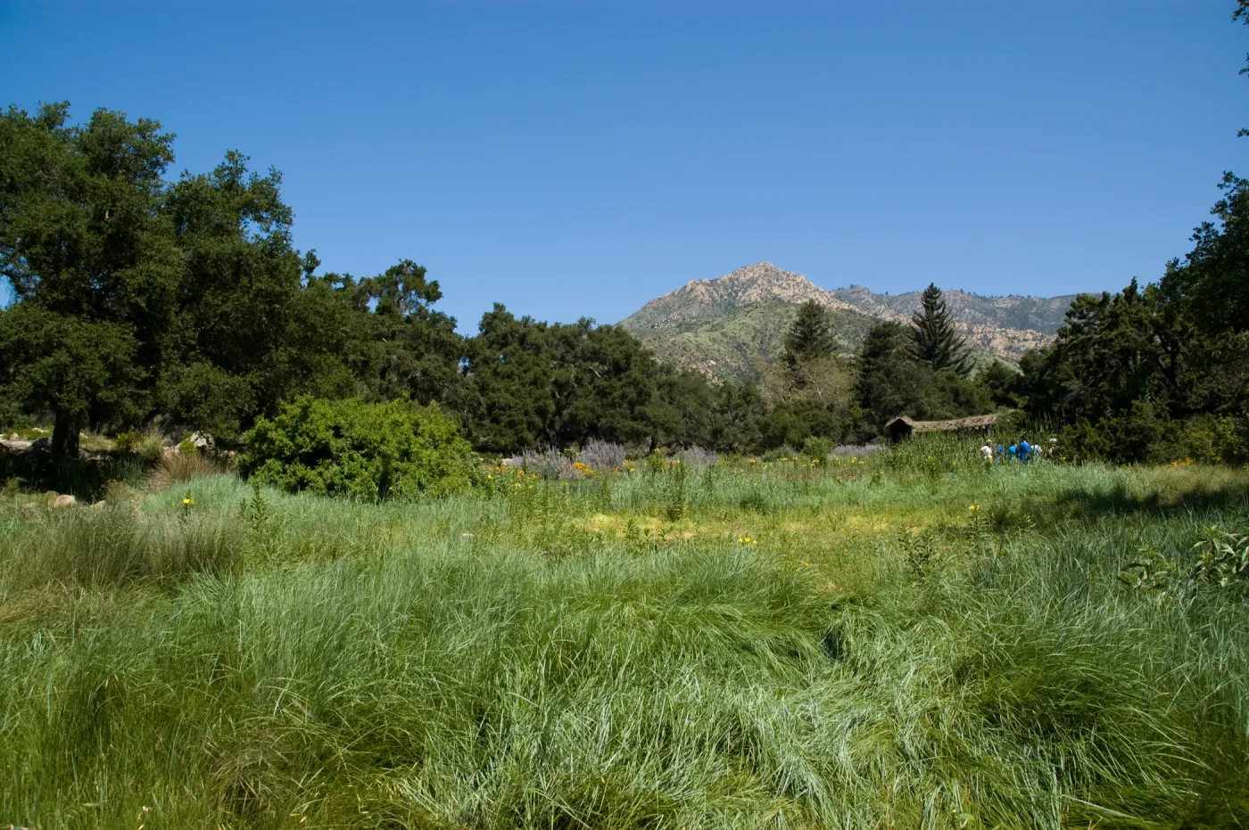 Meadow, view to the mountains, La Caumbre Peak and Cathedral Peak, SBBG 2 years after the Jesusita Fire